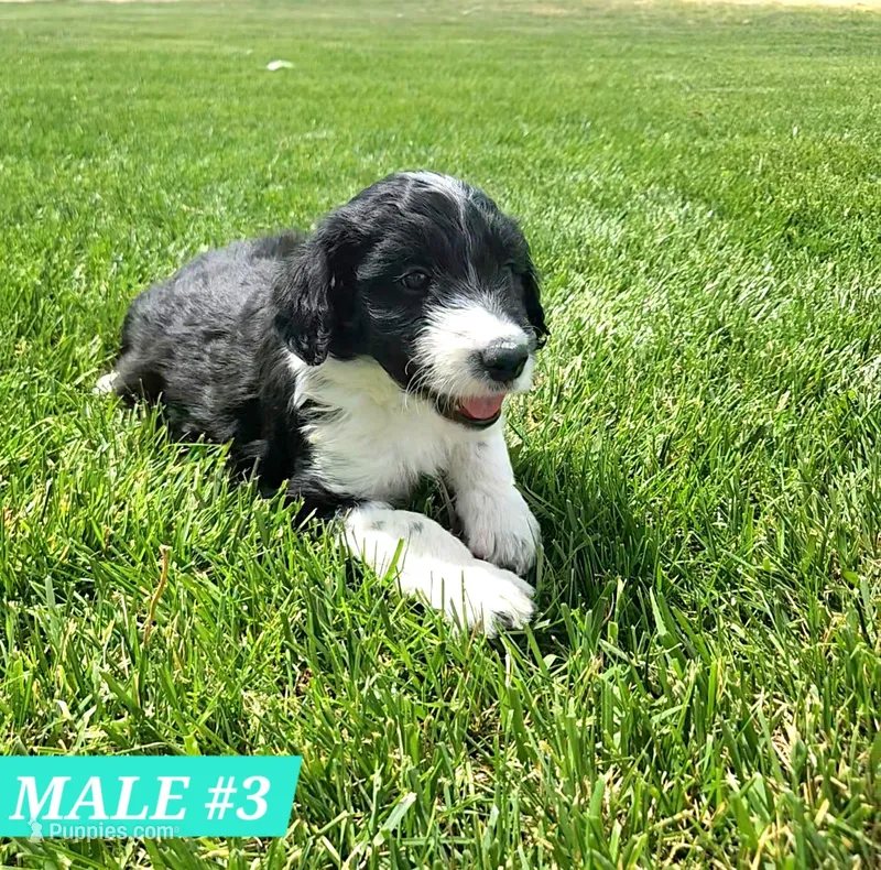 Bordoodle – Border Collie, Poodle - Standard  puppy for sale in Scottsbluff, NE