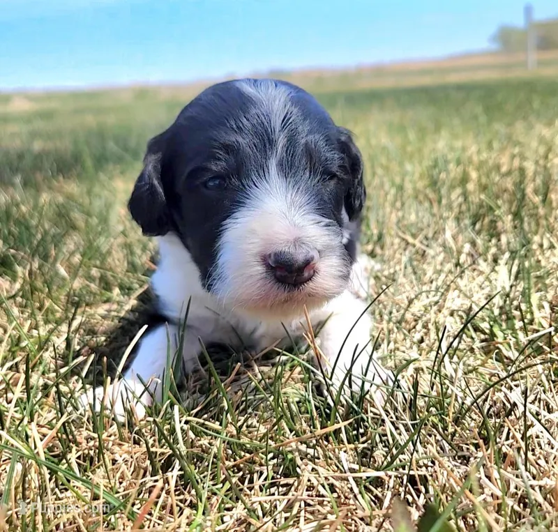 Bordoodle – Border Collie, Poodle - Standard  puppy for sale in Scottsbluff, NE