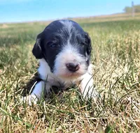 Bordoodle, a male Border Collie and Poodle - Standard  for sale in Scottsbluff, NE – 1 of 3