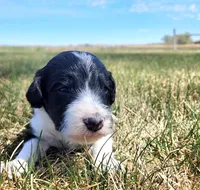 Bordoodle, a male Border Collie and Poodle - Standard  for sale in Scottsbluff, NE – 3 of 3