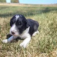 Bordoodle, a male Border Collie and Poodle - Standard  for sale in Scottsbluff, NE – 2 of 3