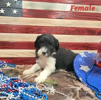 Bordoodle, a female Bordoodle for sale in Scottsbluff, NE – 3 of 4