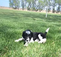 Bordoodle, a male Bordoodle for sale in Scottsbluff, NE – 4 of 5