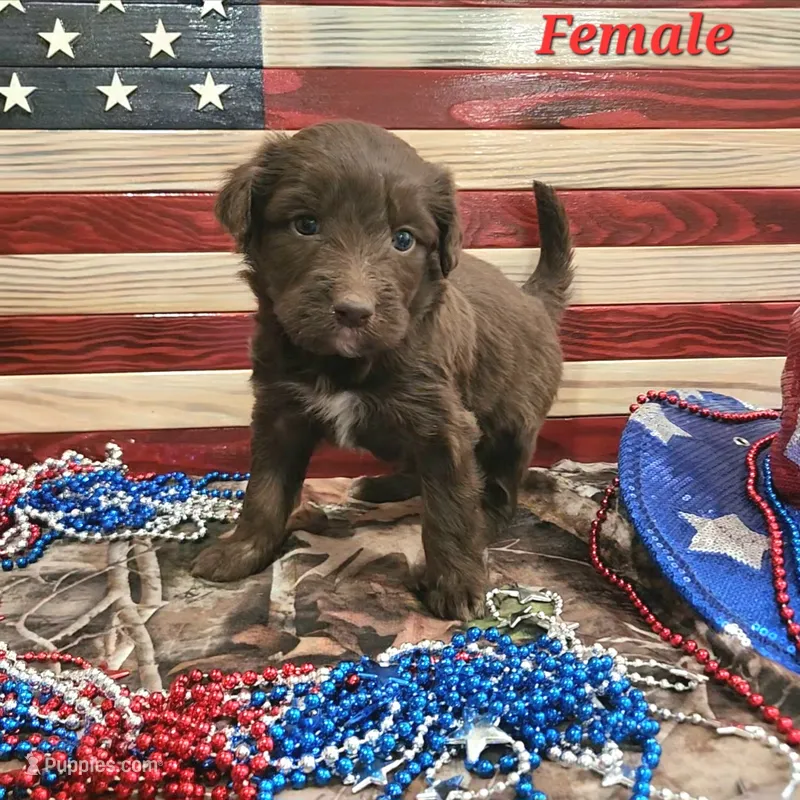 Bordoodle – Border Collie, Poodle - Standard  puppy for sale in Scottsbluff, NE