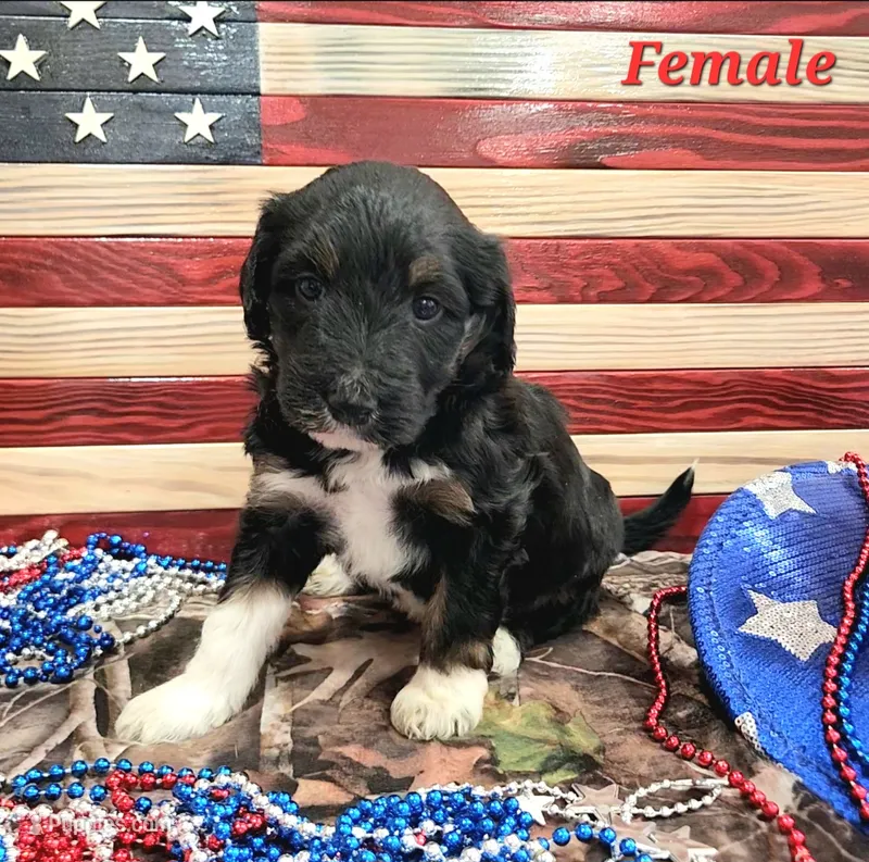 Bordoodle – Border Collie, Poodle - Standard  puppy for sale in Scottsbluff, NE