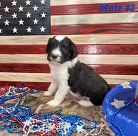 Bordoodle, a male Bordoodle for sale in Scottsbluff, NE – 4 of 4