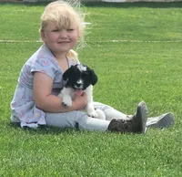 Bordoodle, a male Bordoodle for sale in Scottsbluff, NE – 3 of 5