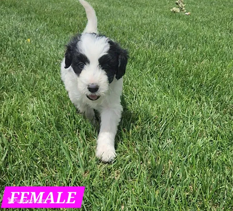 Bordoodle – Border Collie, Poodle - Standard  puppy for sale in Scottsbluff, NE