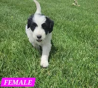 Bordoodle, a female Bordoodle for sale in Scottsbluff, NE – 1 of 5