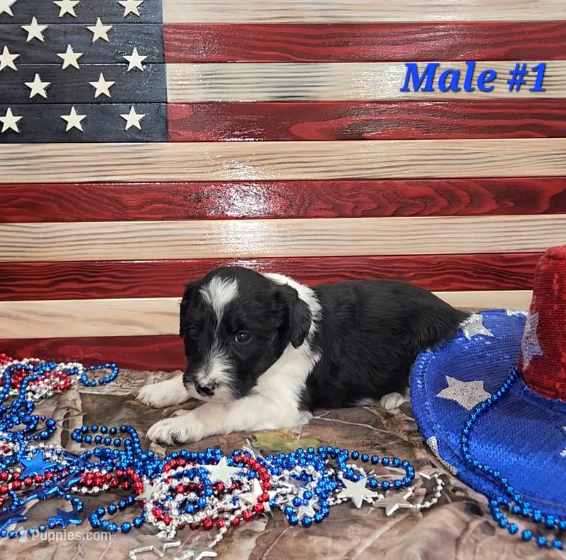 Bordoodle – Border Collie, Poodle - Standard  puppy for sale in Scottsbluff, NE
