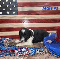 Bordoodle, a male Bordoodle for sale in Scottsbluff, NE – 5 of 5