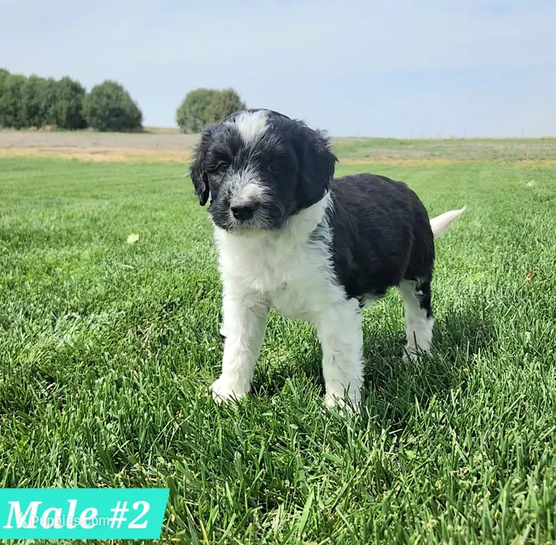 Bordoodle – Border Collie, Poodle - Standard  puppy for sale in Scottsbluff, NE