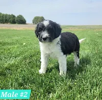 Bordoodle, a male Bordoodle for sale in Scottsbluff, NE – 1 of 4