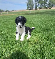 Bordoodle, a male Bordoodle for sale in Scottsbluff, NE – 5 of 6