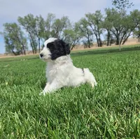 Bordoodle, a female Bordoodle for sale in Scottsbluff, NE – 2 of 5