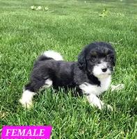 Bordoodle, a female Bordoodle for sale in Scottsbluff, NE – 2 of 4