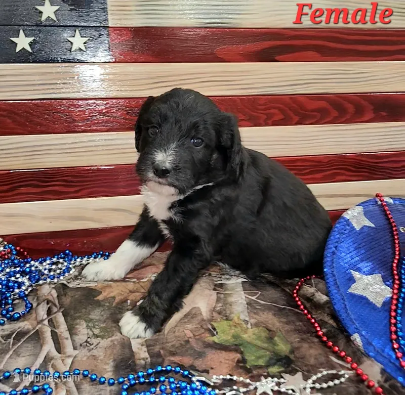Bordoodle – Border Collie, Poodle - Standard  puppy for sale in Scottsbluff, NE