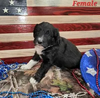 Bordoodle, a female Bordoodle for sale in Scottsbluff, NE – 4 of 8