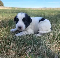 Bordoodle, a female Border Collie and Poodle - Standard  for sale in Scottsbluff, NE – 3 of 3