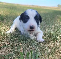 Bordoodle, a female Border Collie and Poodle - Standard  for sale in Scottsbluff, NE – 2 of 3