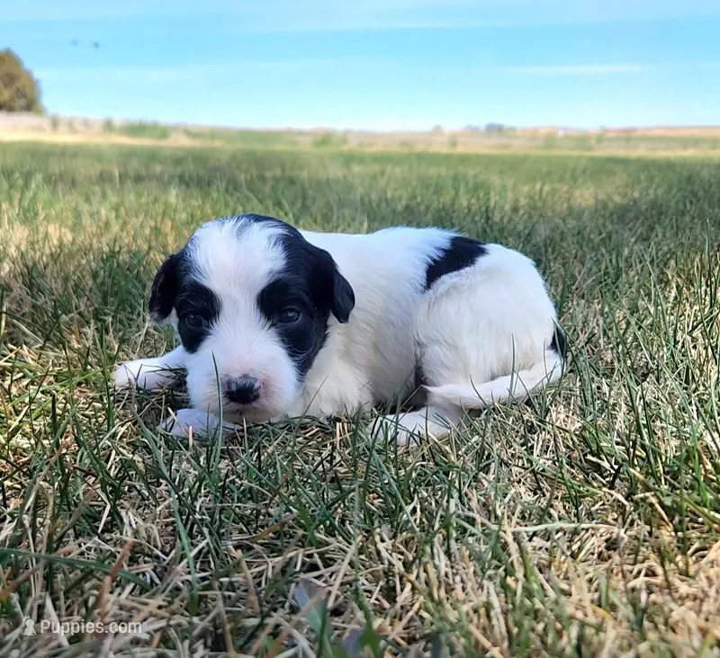 Bordoodle – Border Collie, Poodle - Standard  puppy for sale in Scottsbluff, NE