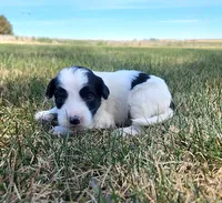 Bordoodle, a female Border Collie and Poodle - Standard  for sale in Scottsbluff, NE – 1 of 3
