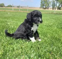 Bordoodle, a female Bordoodle for sale in Scottsbluff, NE – 3 of 8