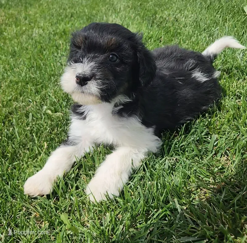 Bordoodle – Border Collie, Poodle - Standard  puppy for sale in Scottsbluff, NE