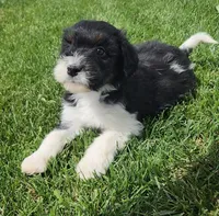 Bordoodle, a female Bordoodle for sale in Scottsbluff, NE – 1 of 4