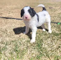 Bordoodle, a male Border Collie and Poodle - Standard  for sale in Scottsbluff, NE – Photo 4 of 5