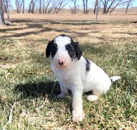 Bordoodle, a male Border Collie and Poodle - Standard  for sale in Scottsbluff, NE – Photo 2 of 5