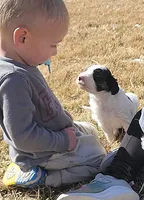 Bordoodle, a male Border Collie and Poodle - Standard  for sale in Scottsbluff, NE – Photo 5 of 5