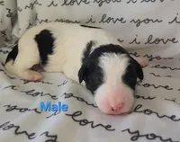 Chase, a male Border Collie and Poodle - Standard  for sale in Scottsbluff, NE – Photo 1 of 2
