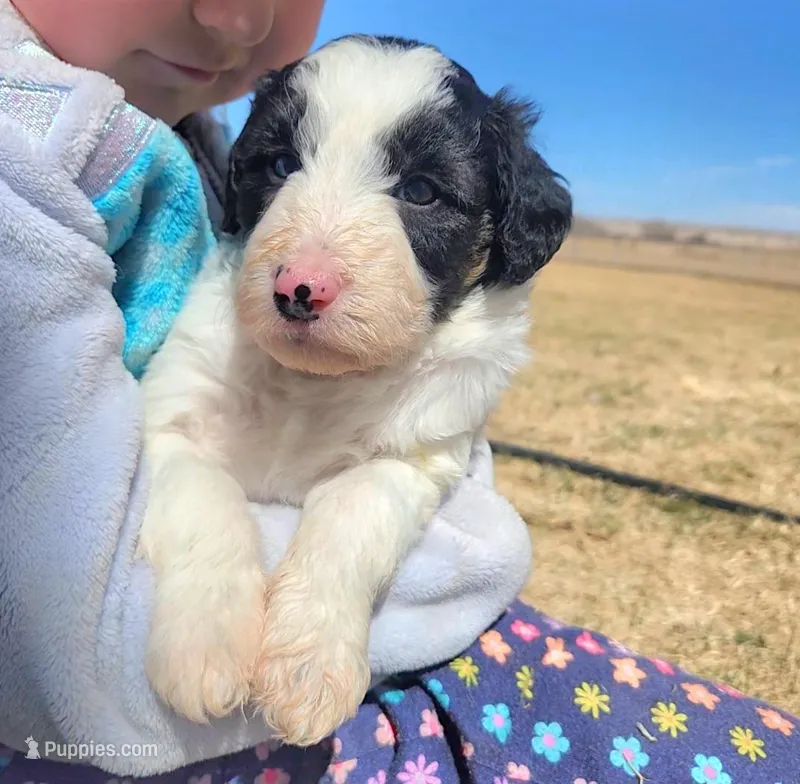 Bordoodle – Border Collie, Poodle - Standard  puppy for sale in Scottsbluff, NE
