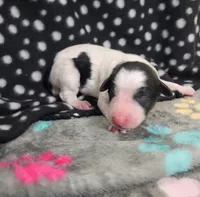 Chase, a male Bordoodle for sale in Scottsbluff, NE – Photo 1 of 2
