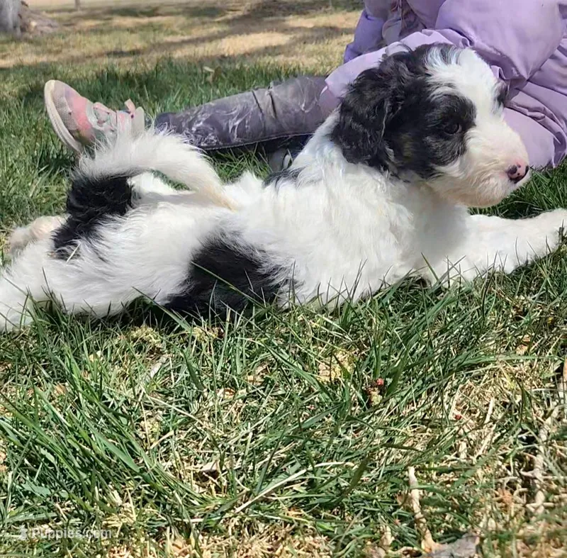 Bordoodle – Border Collie, Poodle - Standard  puppy for sale in Scottsbluff, NE