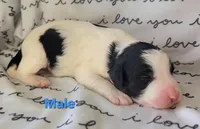 Chase, a male Border Collie and Poodle - Standard  for sale in Scottsbluff, NE – Photo 2 of 2