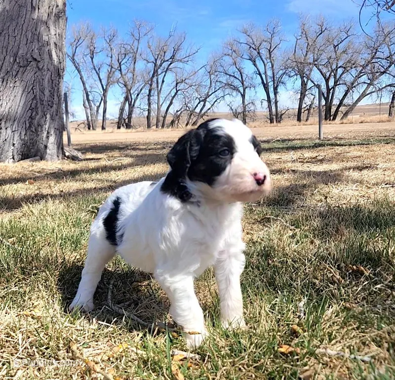 Bordoodle – Border Collie, Poodle - Standard  puppy on hold in Scottsbluff, NE