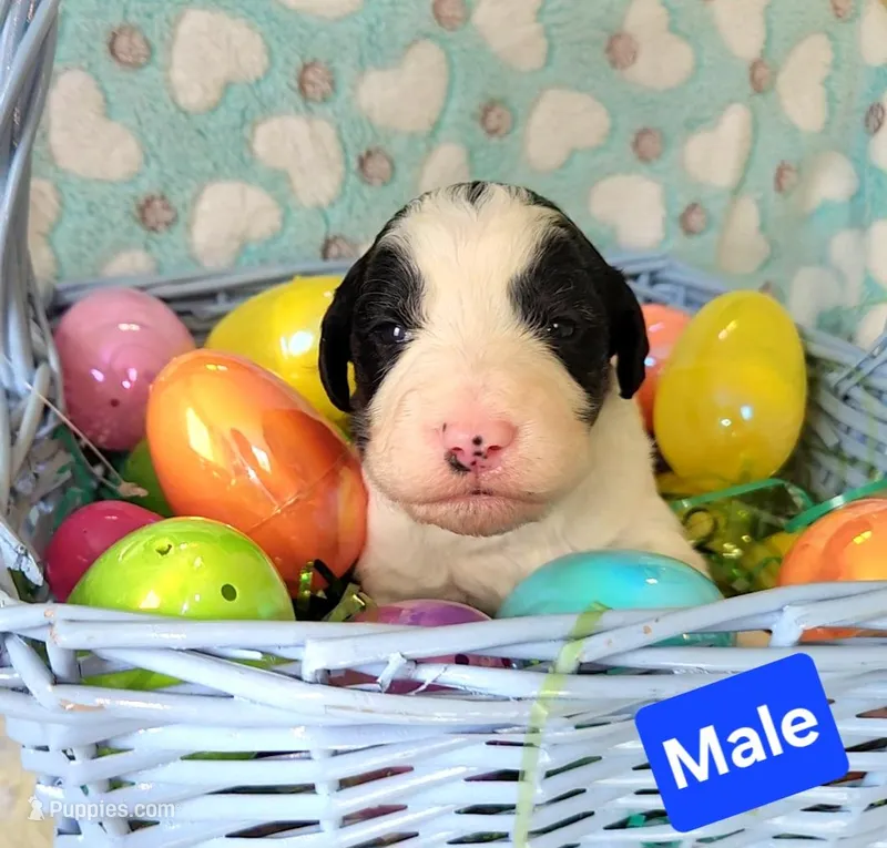 Chase – Border Collie, Poodle - Standard  puppy for sale in Scottsbluff, NE