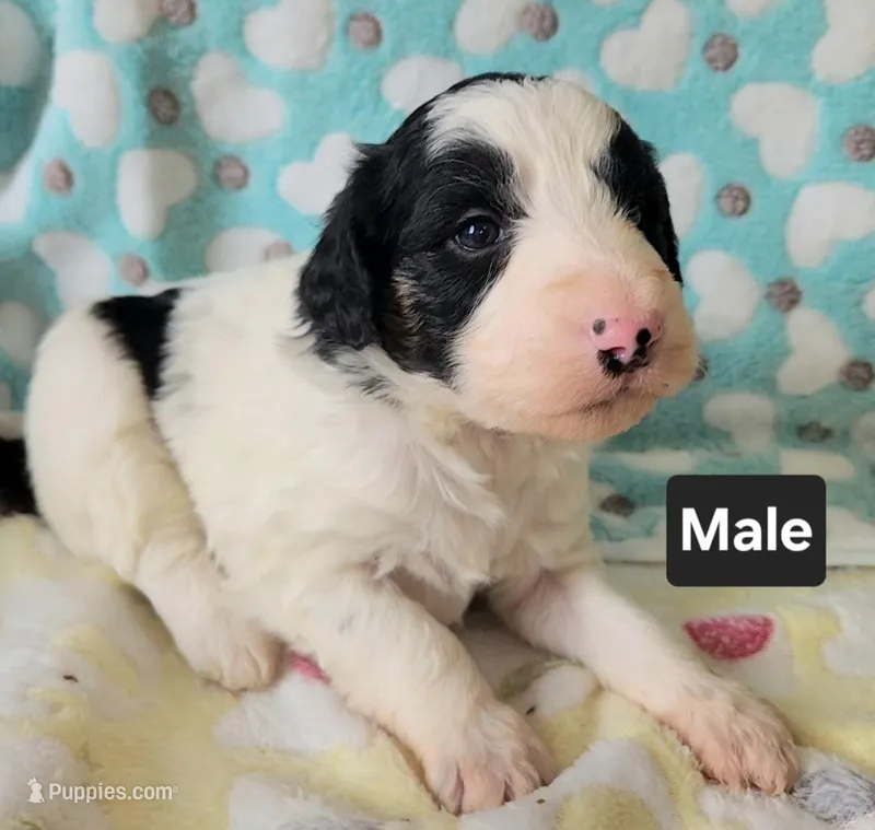 Chase – Border Collie, Poodle - Standard  puppy for sale in Scottsbluff, NE
