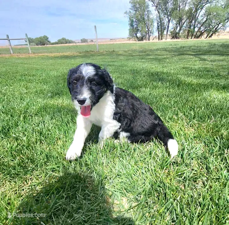 Bordoodle – Border Collie, Poodle - Standard  puppy for sale in Scottsbluff, NE