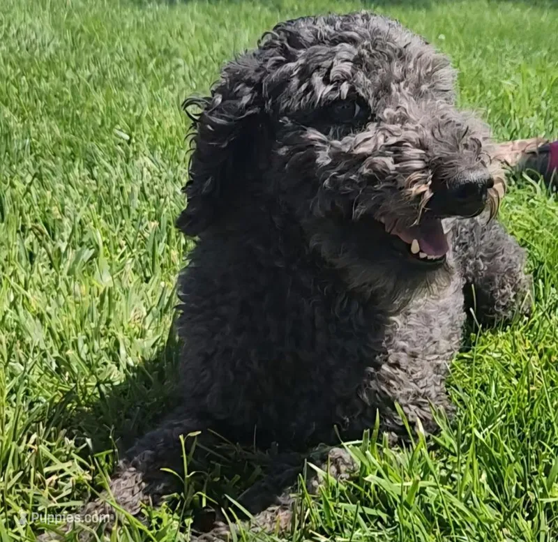 Olive – Poodle - Miniature  puppy for sale in Scottsbluff, NE