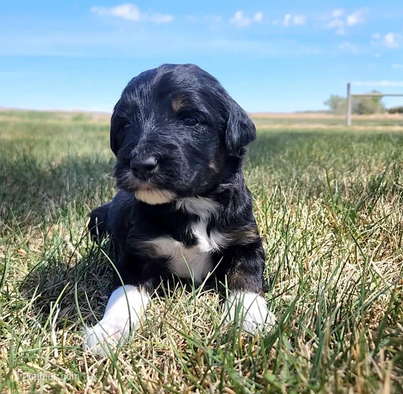 Bordoodle – Border Collie, Poodle - Standard  puppy for sale in Scottsbluff, NE
