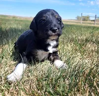 Bordoodle, a female Border Collie and Poodle - Standard  for sale in Scottsbluff, NE – 2 of 2