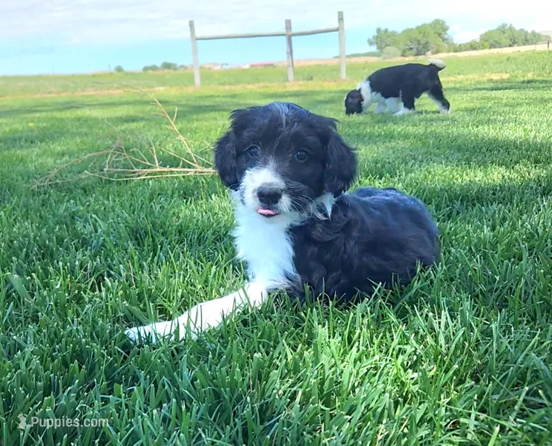 Bordoodle – Bordoodle puppy for sale in Scottsbluff, NE