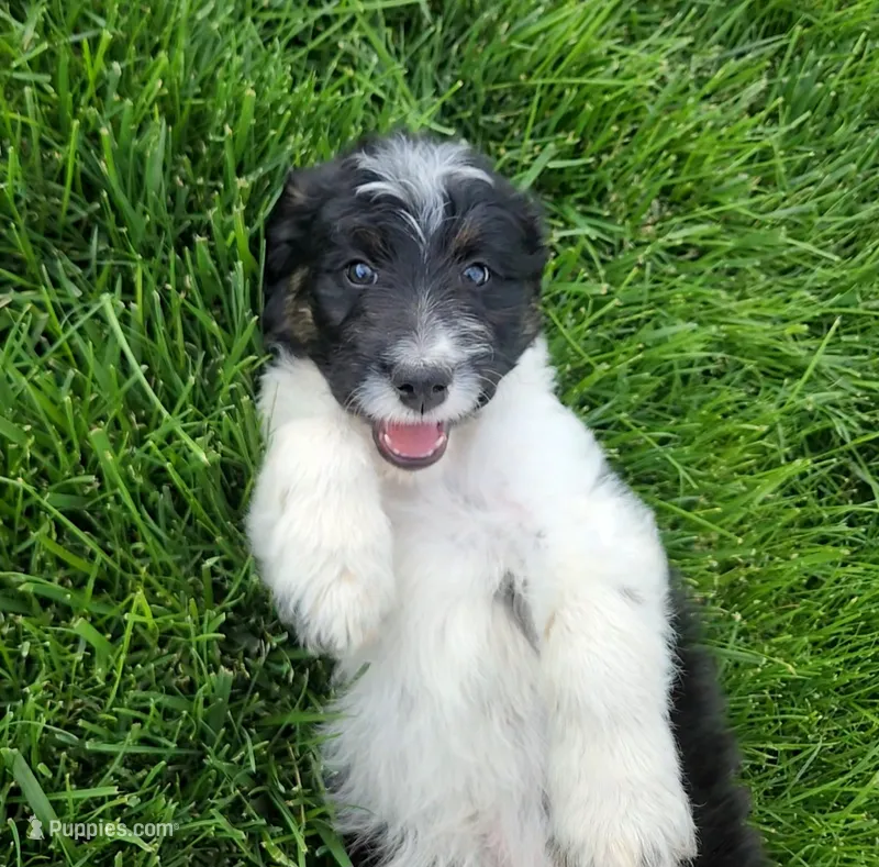 Bordoodle – Bordoodle puppy for sale in Scottsbluff, NE