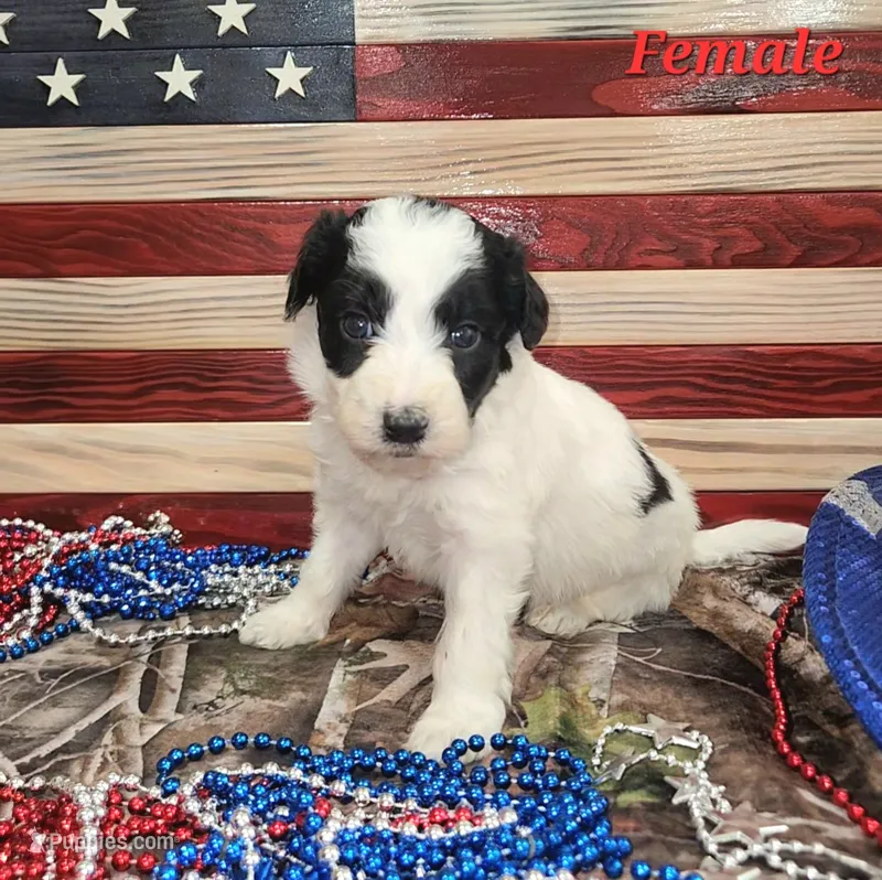 Bordoodle – Border Collie, Poodle - Standard  puppy for sale in Scottsbluff, NE