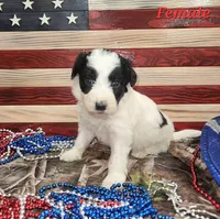 Bordoodle, a female Bordoodle for sale in Scottsbluff, NE – 4 of 5