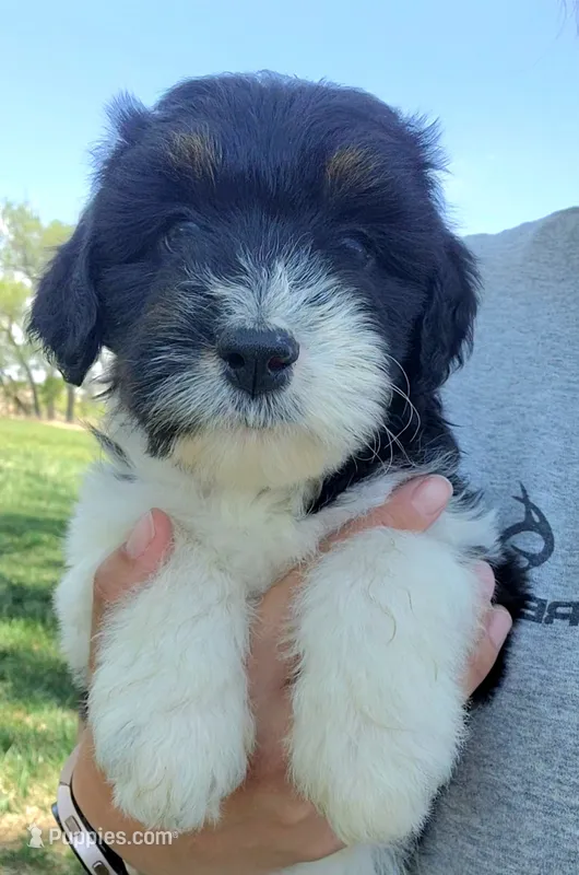Bordoodle – Bordoodle puppy for sale in Scottsbluff, NE