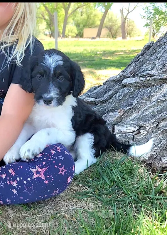 Bordoodle – Bordoodle puppy for sale in Scottsbluff, NE